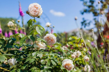 Téléchargez les photos : Rose blanche Sebastian Kneipp fleurissant dans le jardin d'été avec des gants de renard. Grappe de fleurs coupées crémeuses poussent sur la frontière - en image libre de droit