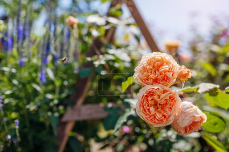 Téléchargez les photos : Gros plan de la princesse héritière Margareta grimpante rose fleurissant dans le jardin par veronika. Fleurs coupées orange poussent sur le stand. - en image libre de droit