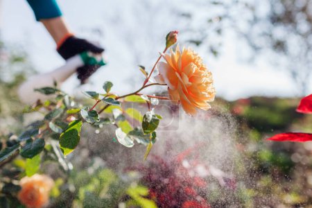 Téléchargez les photos : Protéger les arbustes contre les champignons. Jardinier pulvérise roses anglaises avec fongicide dans le jardin d'automne. Prévention et traitement des maladies des taches noires et de l'oïdium - en image libre de droit