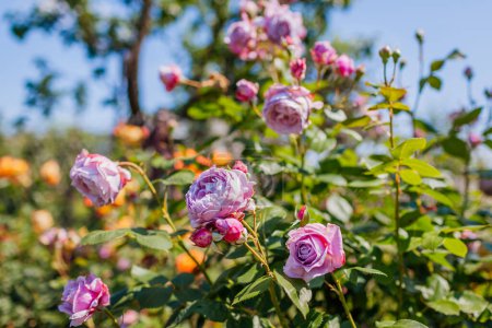 Téléchargez les photos : Jardinier aime fleurs de roses en fleurs dans le jardin d'été. Femme vérifiant pourpre Novalis et jaune Graham Thomas roses - en image libre de droit