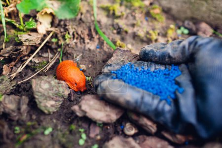 Photo for Slug poisoned bait for pest control. Gardener throwing handful of blue granules on ground to kill brown Spanish slugs. Snail trap. Invasive animals - Royalty Free Image