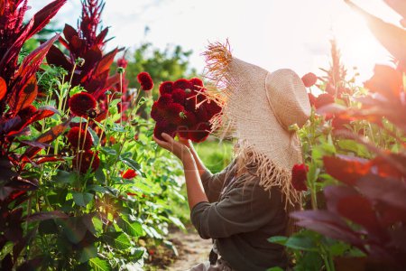 Foto de Agricultor sosteniendo ramo de dalias de bola de borgoña en la granja de flores rurales al atardecer. Mujer con sombrero de paja recogiendo flores en el campo. Cosecha de verano - Imagen libre de derechos