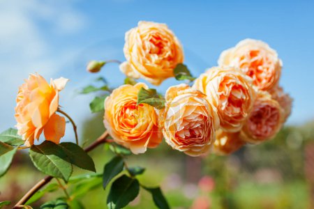 Téléchargez les photos : Gros plan de fleurs de roses oranges en fleurs dans le jardin d'été. Princesse héritière anglaise Margareta rose cluster en fleur sur fond de ciel - en image libre de droit