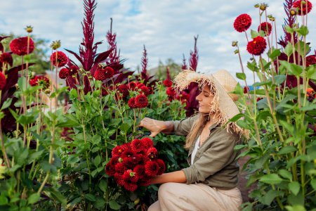 Téléchargez les photos : Femme élégante jardinier couper des tiges de dahlias rouges avec sécateur cueillette des fleurs sur la ferme florale rurale. Récolte de bouquets. Hobby extérieur d'été - en image libre de droit