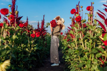 Foto de Agricultor de flores caminando entre filas de dalias florecientes recogiendo flores de pompón rojo fresco. La jardinera huele a ramo. Cosecha de verano - Imagen libre de derechos