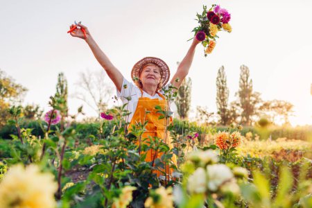 Foto de Feliz jardinero mayor recogiendo tallos de dalias en la granja rural de flores levantando brazos. Mujer jubilada disfruta cultivando plantas con ramo. Pasatiempo de verano al aire libre - Imagen libre de derechos