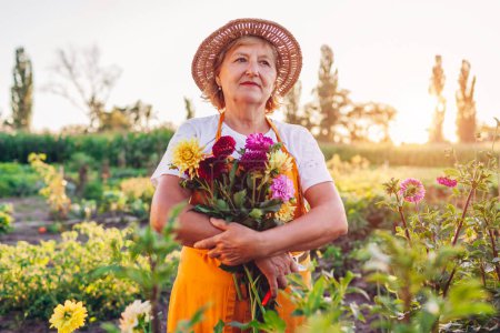 Foto de Retrato del jardinero mayor sosteniendo ramo de dalias recogidas en la granja de flores al atardecer. La mujer usa delantal y sombrero de paja. Estilo de vida - Imagen libre de derechos