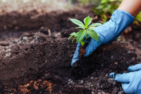 Téléchargez les photos : Jardinier plantation jeune coupe racinée de panicule hortensia dans le sol. Travail saisonnier d'automne. Un passe-temps extérieur. Mettre une plante saine dans le trou. Gros plan - en image libre de droit