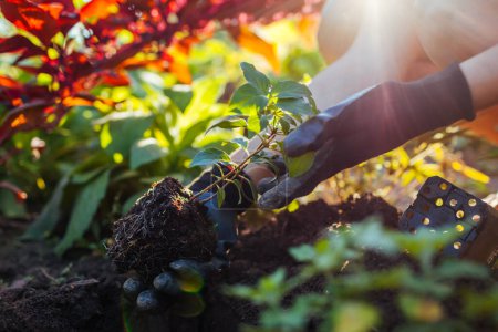 Téléchargez les photos : Jardinier plantation jeune coupe racinée de panicule hortensia dans le sol au coucher du soleil. Travail saisonnier d'automne. Un passe-temps extérieur. Mettre une plante saine dans le trou. Gros plan - en image libre de droit