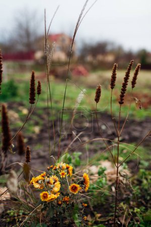 Photo for Fall flower border. Orange yellow chrysanthemums grow by miscanthus and dry agastache seedpods. Landscaping in autumn garden. - Royalty Free Image