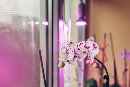Photo for Phalaenopsis orchids blooming under grow lamp on window sill. Full spectrum light for growing house plants in winter. Care - Royalty Free Image