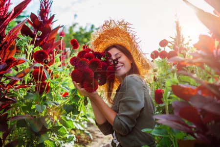 Foto de Retrato de jardinero sonriente sosteniendo ramo de dalias de pompón rojo en el jardín de verano al atardecer. Una mujer recogiendo flores oliéndolas. Cosecha de verano - Imagen libre de derechos