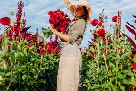 Foto de Agricultor de flores caminando entre filas de dalias florecientes recogiendo flores de pompón rojo fresco. La jardinera tiene ramo. Cosecha de verano - Imagen libre de derechos