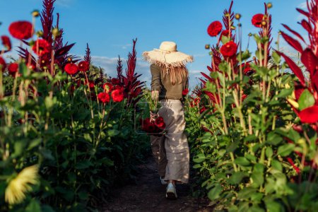 Foto de Vista posterior del agricultor de flores caminando entre filas de dalias florecientes recogiendo flores de pompón rojo fresco. La jardinera tiene ramo. Cosecha de verano - Imagen libre de derechos