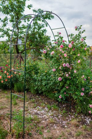 Foto de Rosas rosas flores que florecen en arco en el jardín de verano. Inglés James Galway climbing rose grow on pergola. Soporte de enrejado para plantas - Imagen libre de derechos