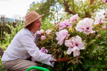 Senior gardener admires tree peonies in bloom in spring garden. Woman hugs flowers enjoying nature. Gardening hobby.