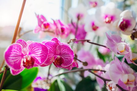 Blühende phalaenopsis Orchideen Pflanzen. Weiße, lila, rosa, orange, rote Orchideen blühen auf der Fensterbank. Hausblumen. Gartenhobby