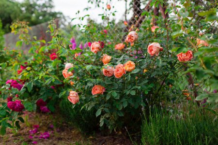 Rosa de salmón naranja Señora de Shalott floreciendo en el jardín de verano por lavanda. Español Austin selección rosas en flor.