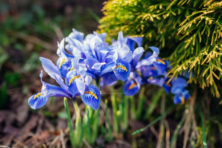 Blue mini irises blooming in spring garden on sunny day. Group of dwarf flowers in blossom grow by evergreen yellow thuja. Close up