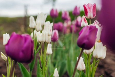 Foto de Primer plano de tulipanes morados y blancos en flor que crecen en el jardín de primavera. Negrita y variedad de club de caramelo de múltiples cabezas. Múltiples flores que florecen al aire libre en mayo - Imagen libre de derechos