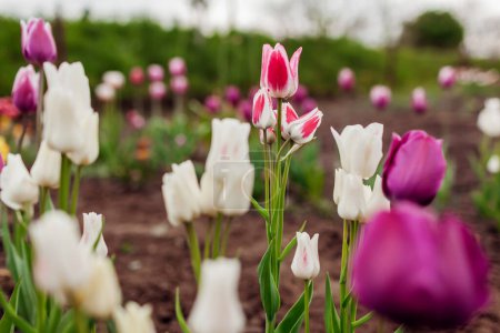 Foto de Primer plano de tulipanes morados y blancos en flor que crecen en el jardín de primavera. Negrita y variedad de club de caramelo de múltiples cabezas. Múltiples flores que florecen al aire libre en mayo - Imagen libre de derechos