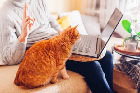 Homme facetiming de la maison avec animal de compagnie à l'aide d'un ordinateur. Gros plan du chat roux regardant l'écran de l'ordinateur portable pendant le chat vidéo relaxant sur le canapé.