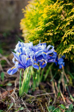 Blue mini irises blooming in spring garden on sunny day. Group of dwarf flowers in blossom grow by evergreen yellow thuja. Close up