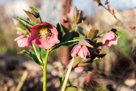 Rosafarbene Helleblume blüht im Frühlingsgarten. Nahaufnahme einer blühenden Pflanze auf einem Blumenbeet. Frühlingszeit