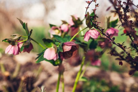 Rosafarbene Helleblume blüht im Frühlingsgarten. Nahaufnahme einer blühenden Pflanze auf einem Blumenbeet. Frühlingszeit
