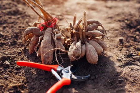 Dividing dahlia tubers in spring garden outdoors using pruner. Close up of roots. Propagating plants cutting with secateur.