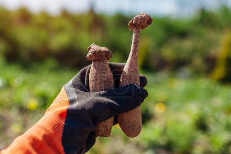 Acercamiento de tubérculos de dalia en la mano del jardinero. Plantando raíces. Trabajar con plantas en el jardín de primavera usando guantes.