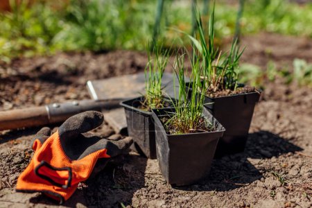 Plantar hierbas ornamentales en macetas en el jardín de primavera con pala, guantes. Molinia pasto páramo, esporobolus airoides en el suelo