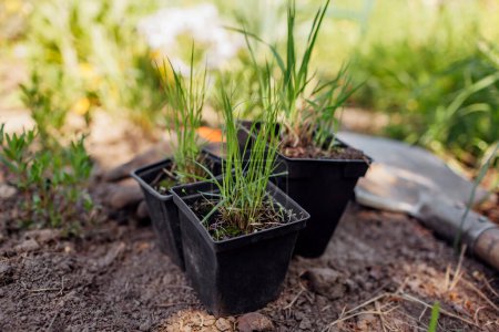 Plantar hierbas ornamentales en macetas en el jardín de primavera con pala, guantes. Molinia pasto páramo, esporobolus airoides en el suelo