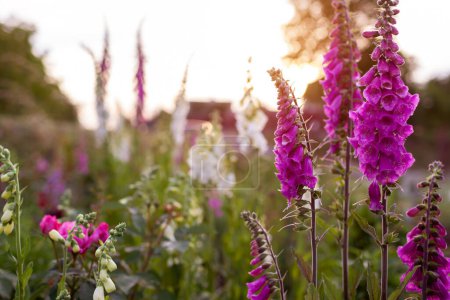 Cottage garden. Close up of pink purple white foxglove flowers blooming in summer garden by English roses. Digitalis in blossom.