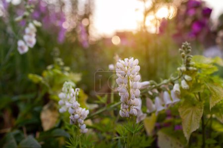 Close up of white lupins blooming on flower bed in spring garden at sunset. Flower growing by foxgloves. Landscaping
