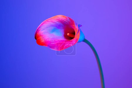 colorful flower background, calla