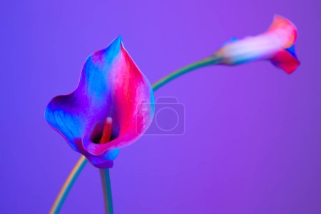 colorful flower background, calla