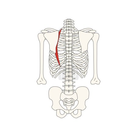 human muscle anatomy vector illustration