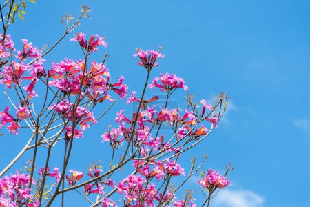 Photo for Pink flowers of the Lapacho tree (Handroanthus impetiginosus) against the sky. - Royalty Free Image