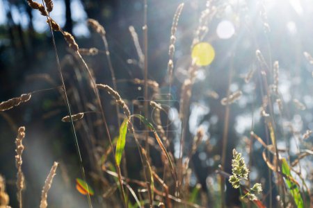 Dactylis glomerata Busch und Hintergrundhain mit Sonnenstrahlen.