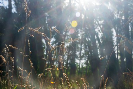 Arbusto Dactylis glomerata y arboleda de fondo con destellos de sol.