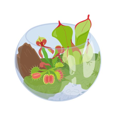 Illustration for Cute terrarium in a glass jar with collection of carnivorous plants with specialized leaves, smell that trap and digest insects for nutrition. Vector flowers illustration isolated on white background. - Royalty Free Image