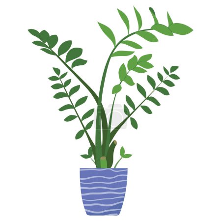 Illustration for Potted Zamioculcas plant vector illustartion. Green-leaf houseplant isolated on white background. Indoor foliage decoration in flowerpot. Natural home decoration design element - Royalty Free Image
