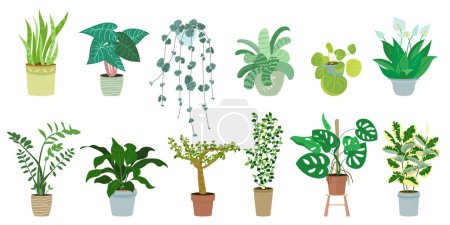 Trendy collection cute plants in flowerpots pack. Set of different indoor houseplants in pots modern illustrations. Vector ficus, monstera, zamioculcas, crassula, schefflera, sansevieria snake plant