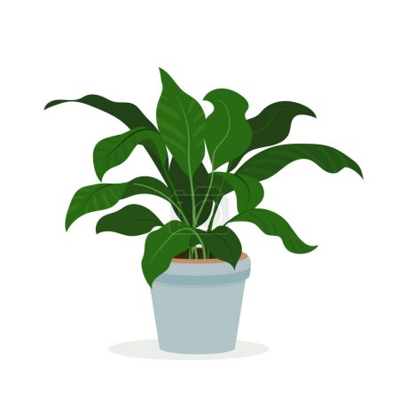 Spathiphyllum houseplant in pot for interior decoration. Peace lily home plant in flowerpot. Vector flat illustration indoor flower in a pot on a white background.