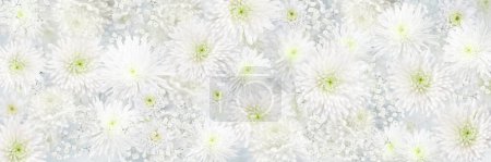Foto de Crisantemo y Gypsophila flor blanca boda panorámica o fondo romántico - Imagen libre de derechos