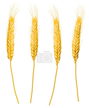 Foto de Orejas de trigo conjunto en la ilustración vector de fondo blanco - Imagen libre de derechos