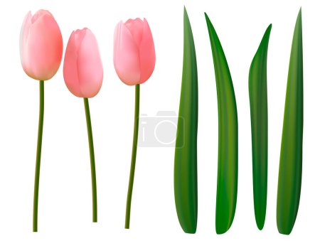 Foto de Vector realista flores de tulipán rosa y hojas sobre fondo blanco - Imagen libre de derechos