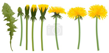 Foto de Realistas flores de diente de león amarillo, brotes y hojas vector conjunto - Imagen libre de derechos