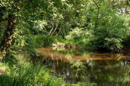 Téléchargez les photos : La rivière Aven dans le village de Pont-Aven, Bretagne, France. La rivière coule sous les branches basses de la forêt. La végétation se reflète dans l'eau calme. - en image libre de droit